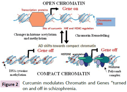 clinical-epigenetics-Curcumin-modulates-Chromatin
