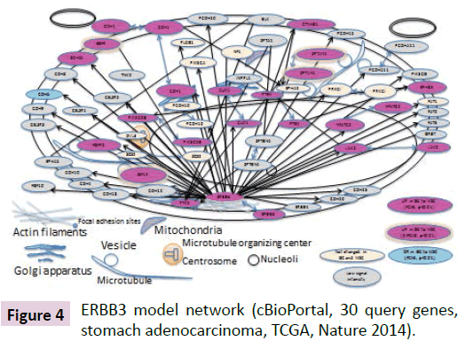 clinical-epigenetics-ERBB3-model-network