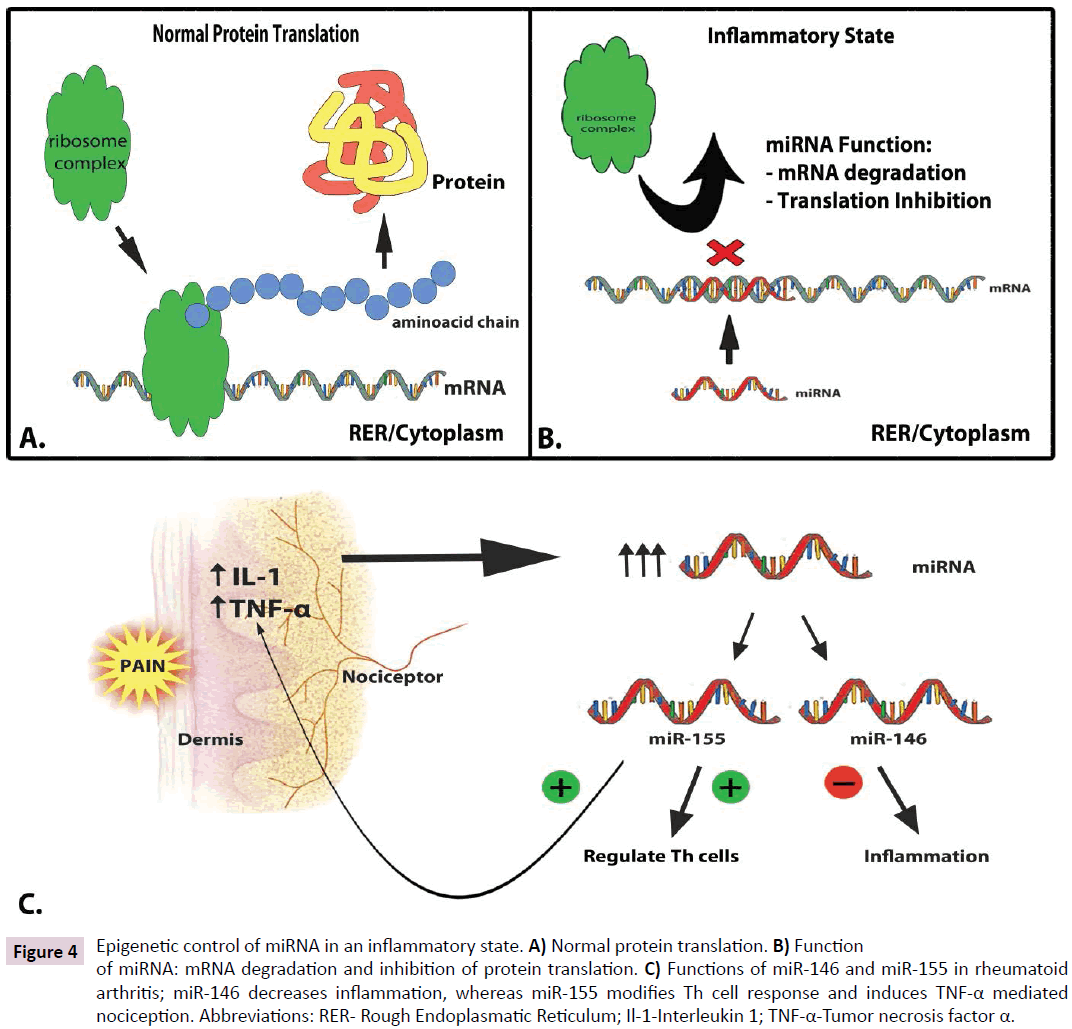 clinical-epigenetics-Epigenetic-control-miRNA