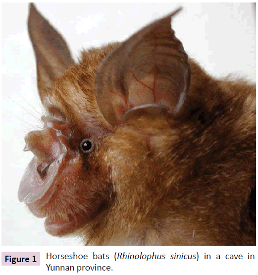 clinical-epigenetics-Horseshoe-bats