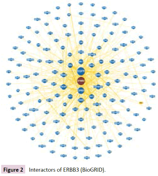 clinical-epigenetics-Interactors-ERBB3