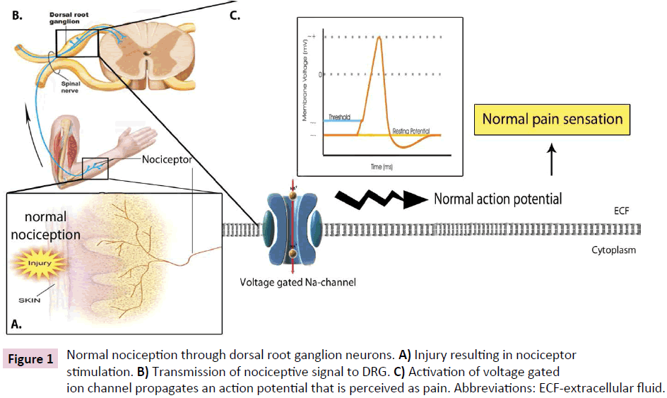 clinical-epigenetics-Normal-nociception