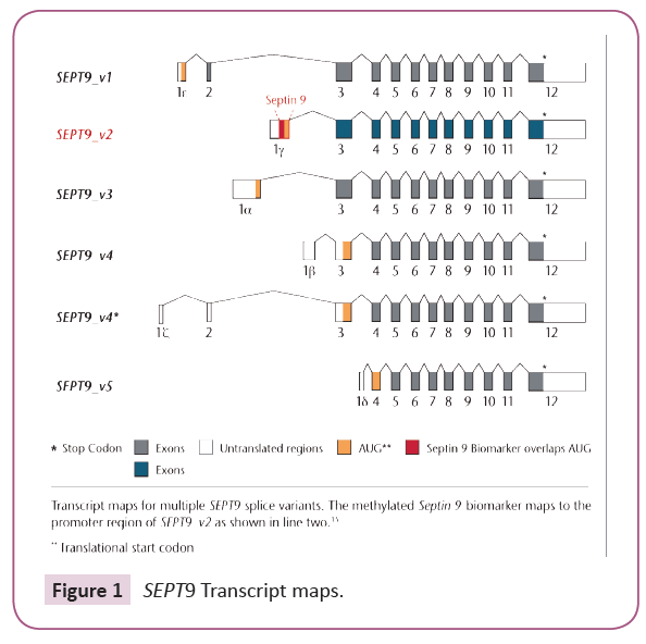 clinical-epigenetics-Transcript-maps