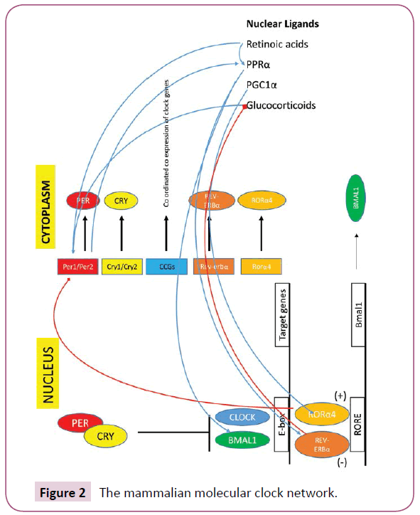 clinical-epigenetics-clock-network