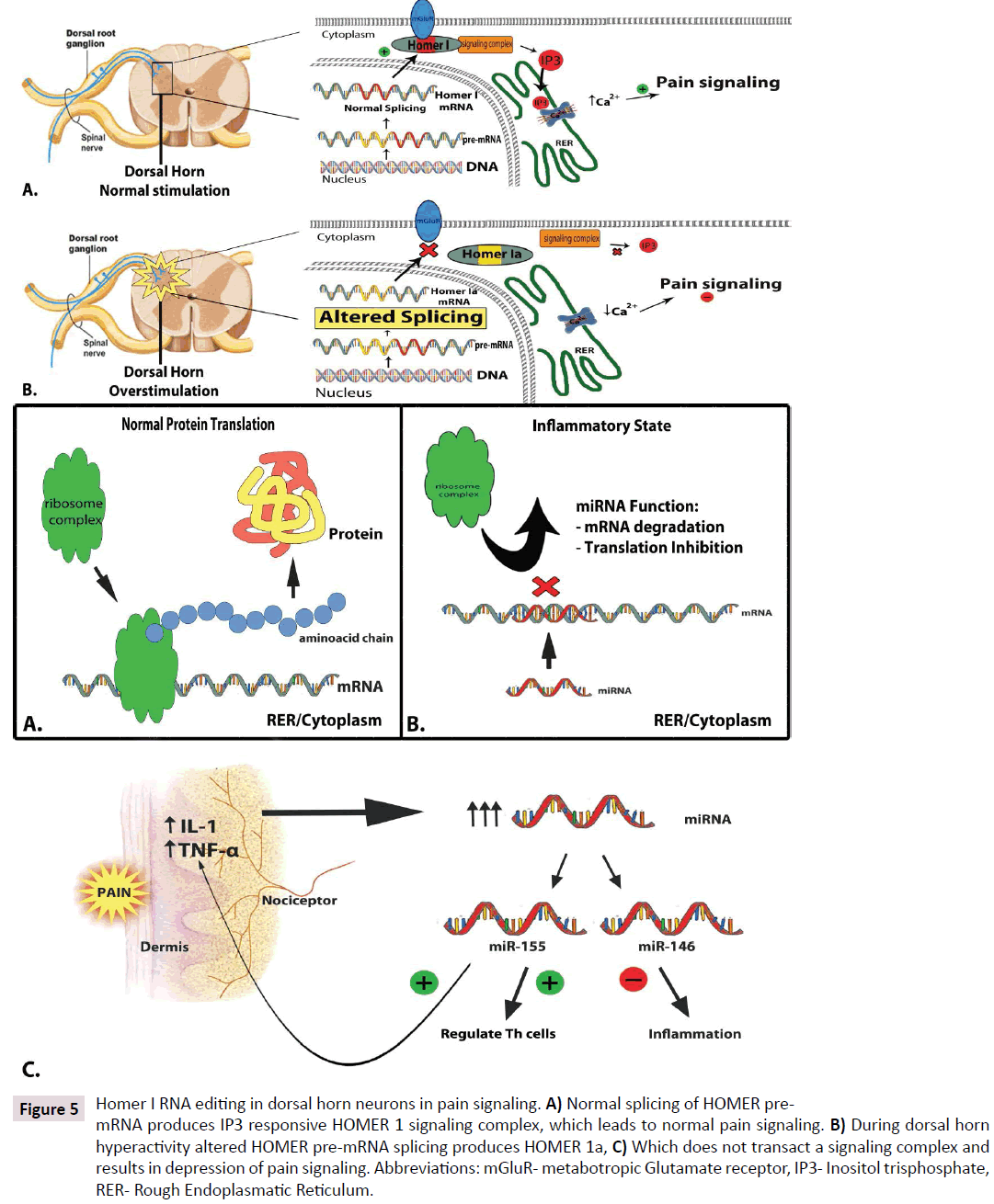 clinical-epigenetics-dorsal-horn-neurons