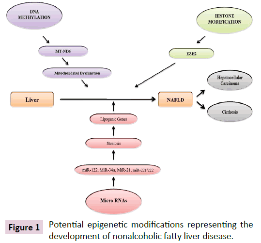 clinical-epigenetics-fatty-liver-disease