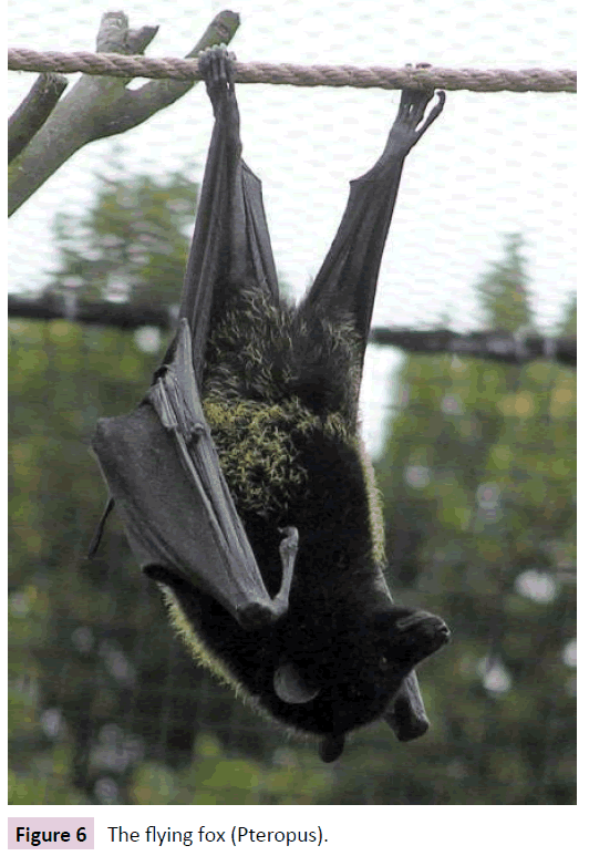 clinical-epigenetics-flying-fox