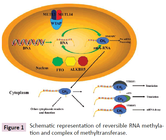 clinical-epigenetics-reversible-RNA-methylation