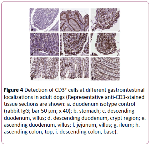 clinical-gastroenterology-hepatology-duodenum-isotype-control