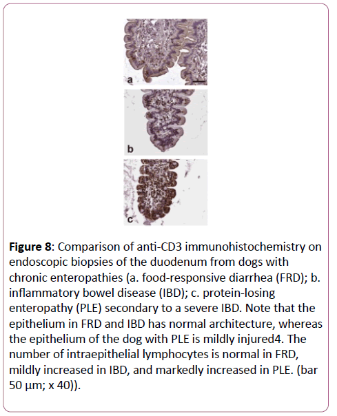 clinical-gastroenterology-hepatology-immunohistochemistry