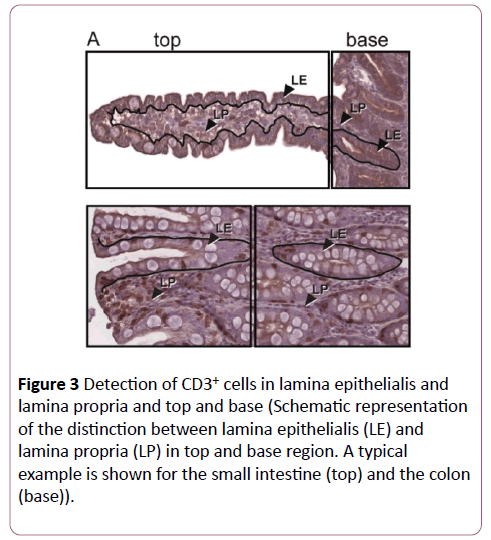 clinical-gastroenterology-hepatology-lamina-epithelialis