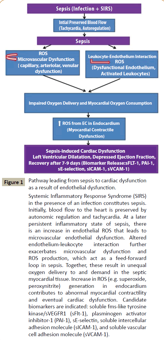 criticalcare-cardiac-dysfunction