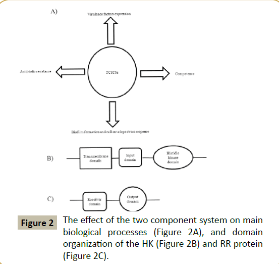 criticalcare-domain-organization