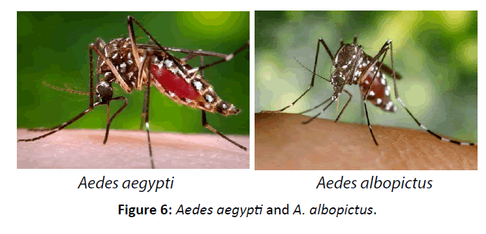 diversityhealthcare-Aedes-aegypti