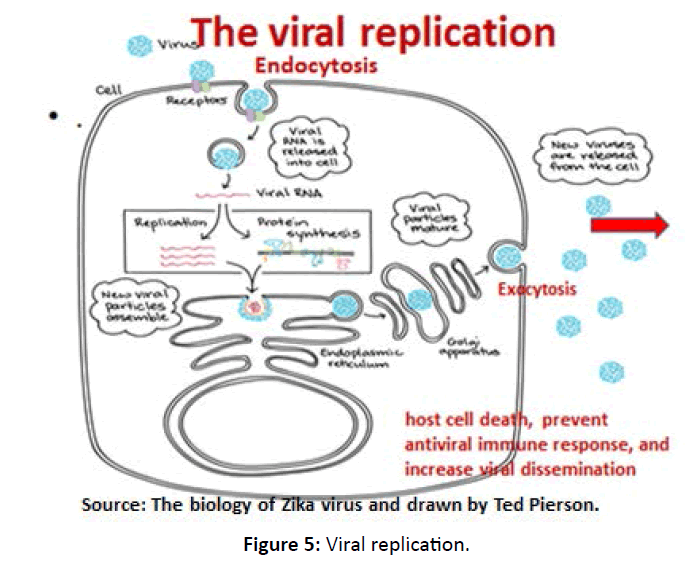 diversityhealthcare-Viral-replication