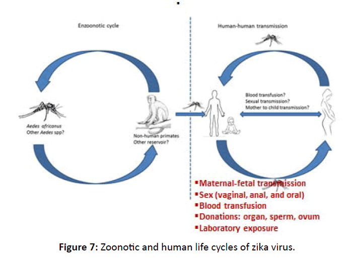 diversityhealthcare-Zoonotic-human