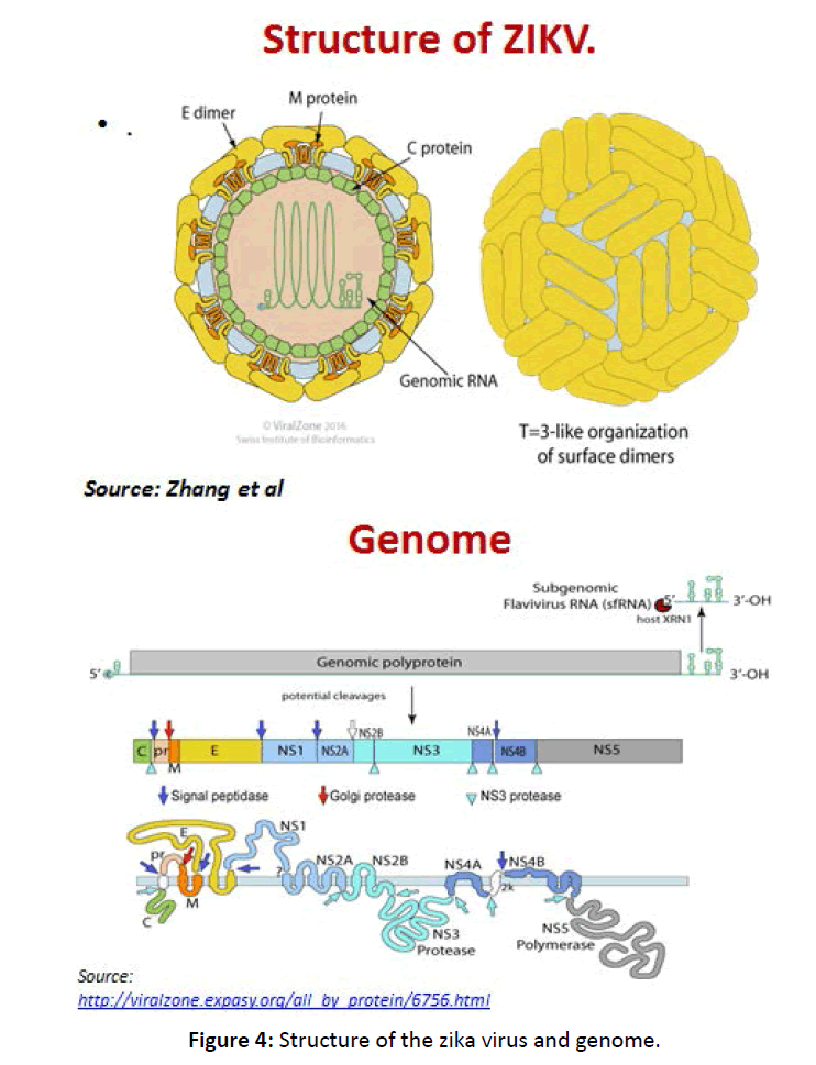diversityhealthcare-virus-genome