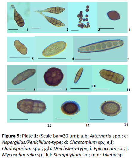 european-journal-experimental-biology-Cladosporium