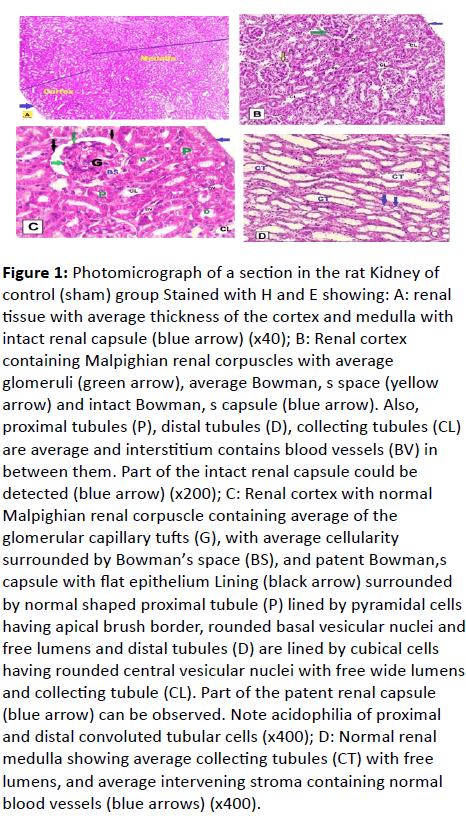 european-journal-experimental-biology-Kidney-control