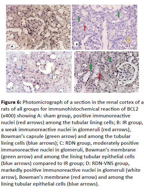 european-journal-experimental-biology-Photomicrograph