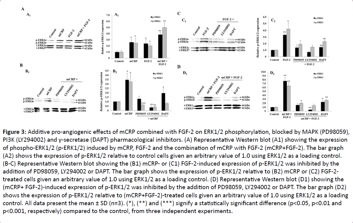 european-journal-experimental-biology-Western-blot