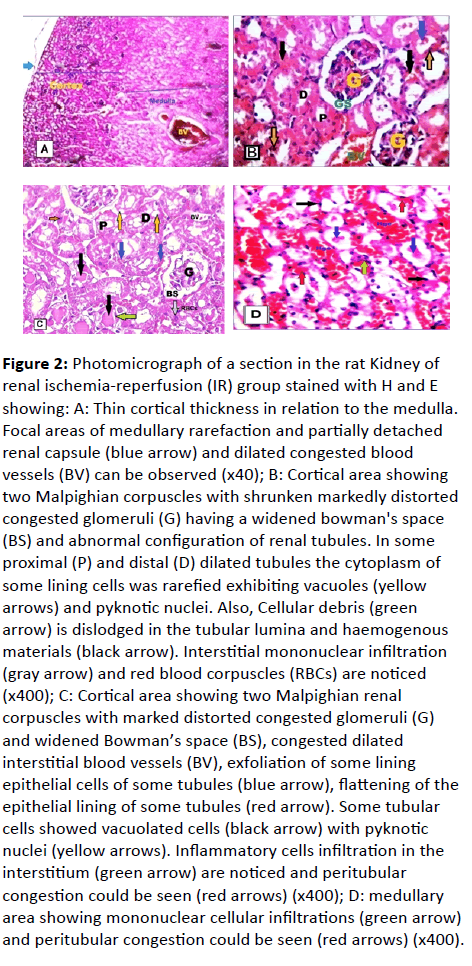 european-journal-experimental-biology-abnormal-configuration