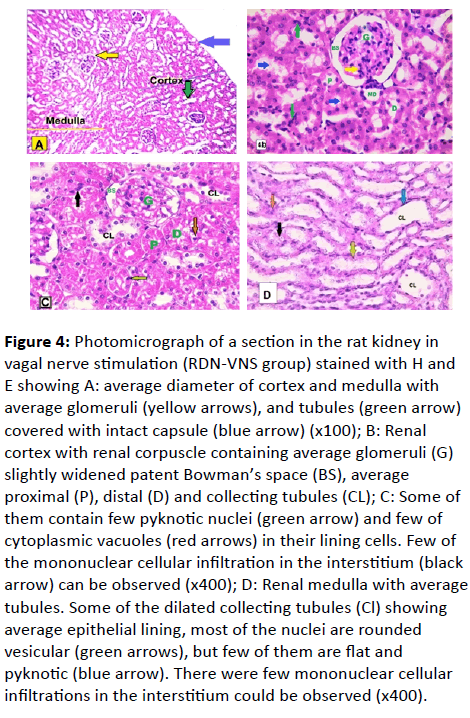 european-journal-experimental-biology-average-glomeruli