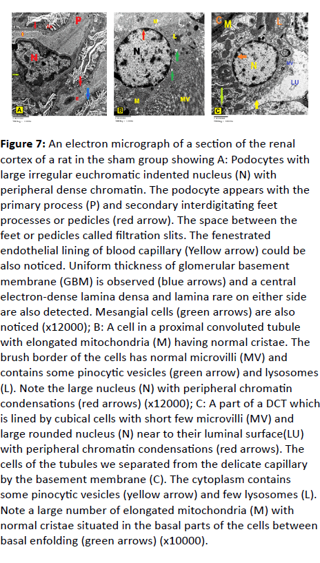 european-journal-experimental-biology-electron-micrograph