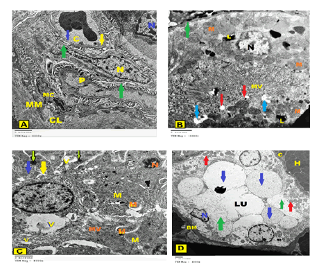 european-journal-experimental-biology-glomerular-capillary