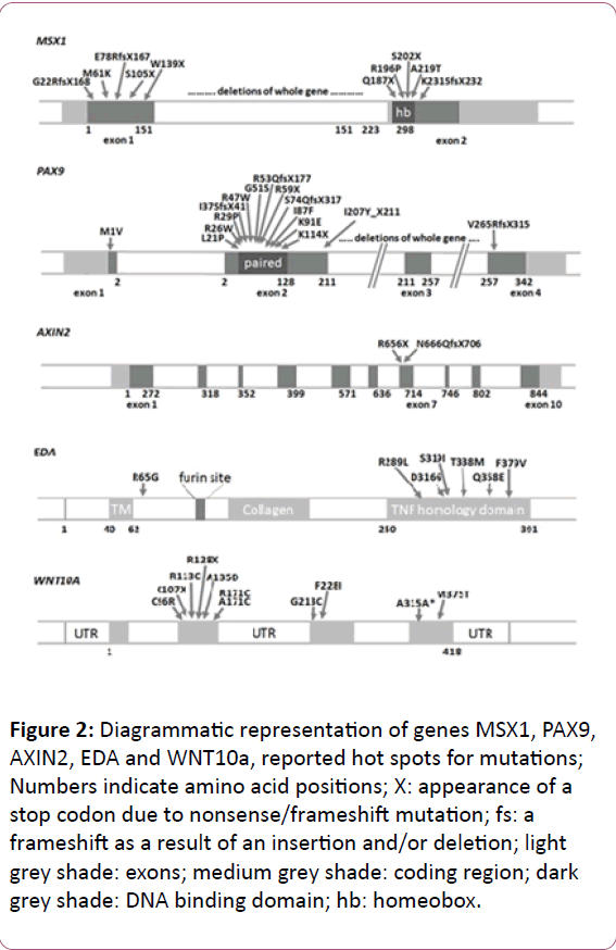 european-journal-experimental-biology-grey-shade