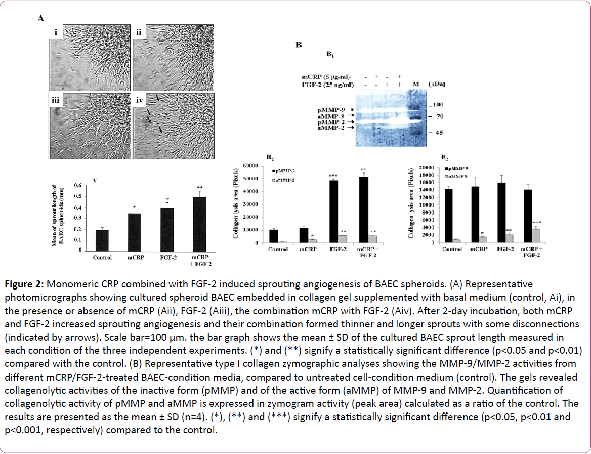 european-journal-experimental-biology-induced-sprouting