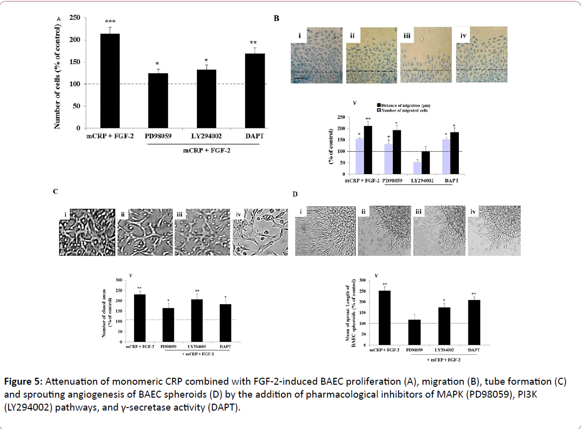 european-journal-experimental-biology-tube-formation