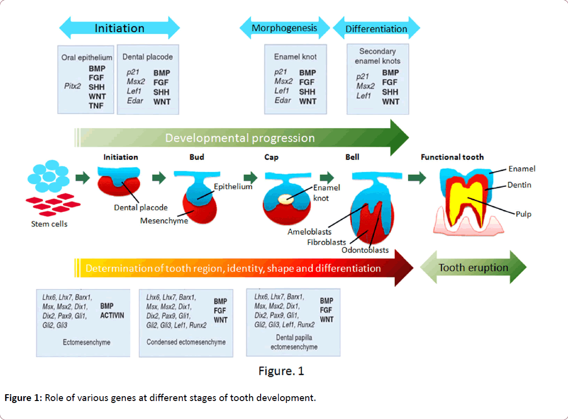 european-journal-experimental-biology-various-genes