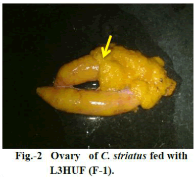 european-journal-of-experimental