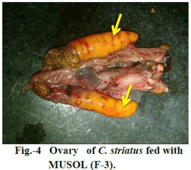 european-journal-of-experimental