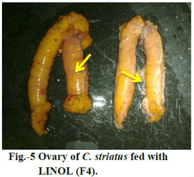 european-journal-of-experimental