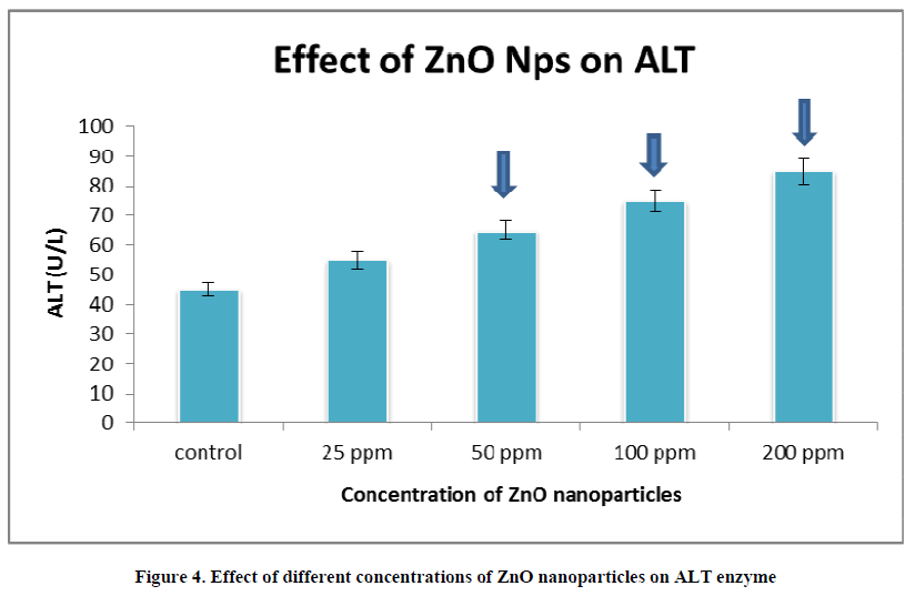 european-journal-of-experimental-ALT-enzyme