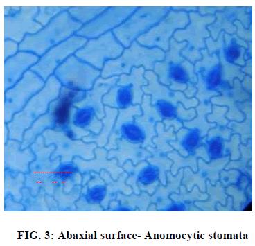european-journal-of-experimental-Anomocytic-stomata