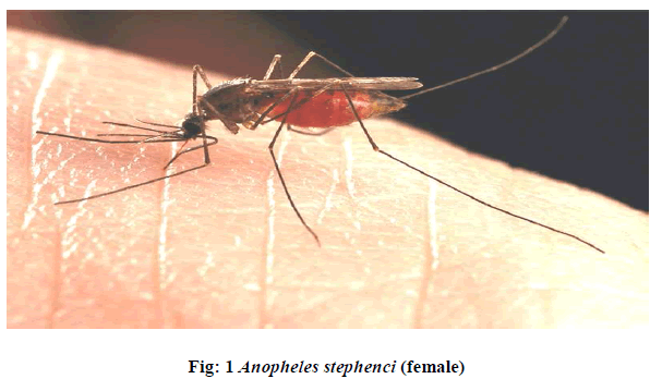 european-journal-of-experimental-Anopheles-stephenci