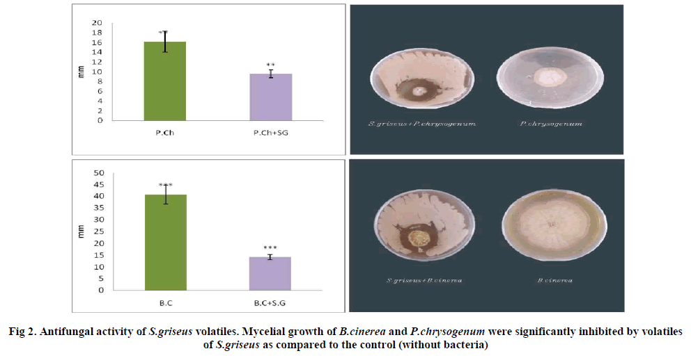 european-journal-of-experimental-Antifungal-activity