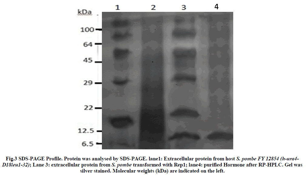 european-journal-of-experimental-Extracellular-protein