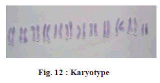 european-journal-of-experimental-Karyotype