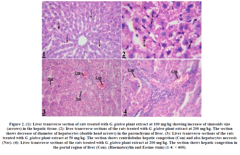 european-journal-of-experimental-Liver-transverse