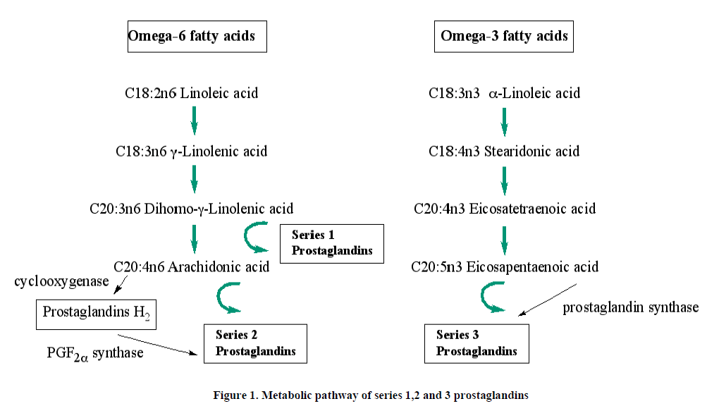 european-journal-of-experimental-Metabolic-pathway