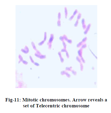european-journal-of-experimental-Mitotic-chromosomes