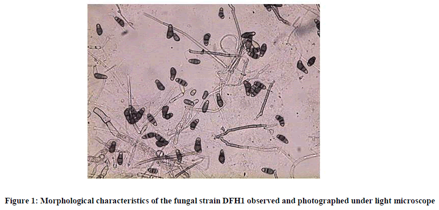 european-journal-of-experimental-Morphological