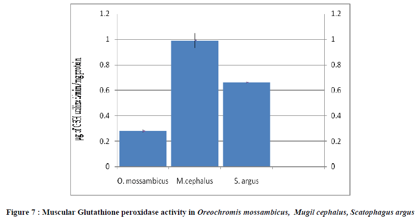 european-journal-of-experimental-Muscular-Glutathione