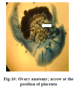 european-journal-of-experimental-Ovary-anatomy