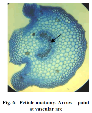 european-journal-of-experimental-Petiole-anatomy