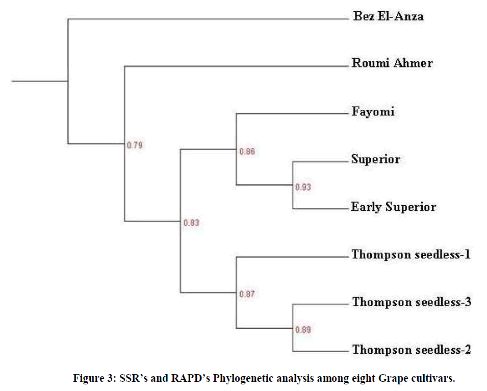 european-journal-of-experimental-Phylogenetic-analysis